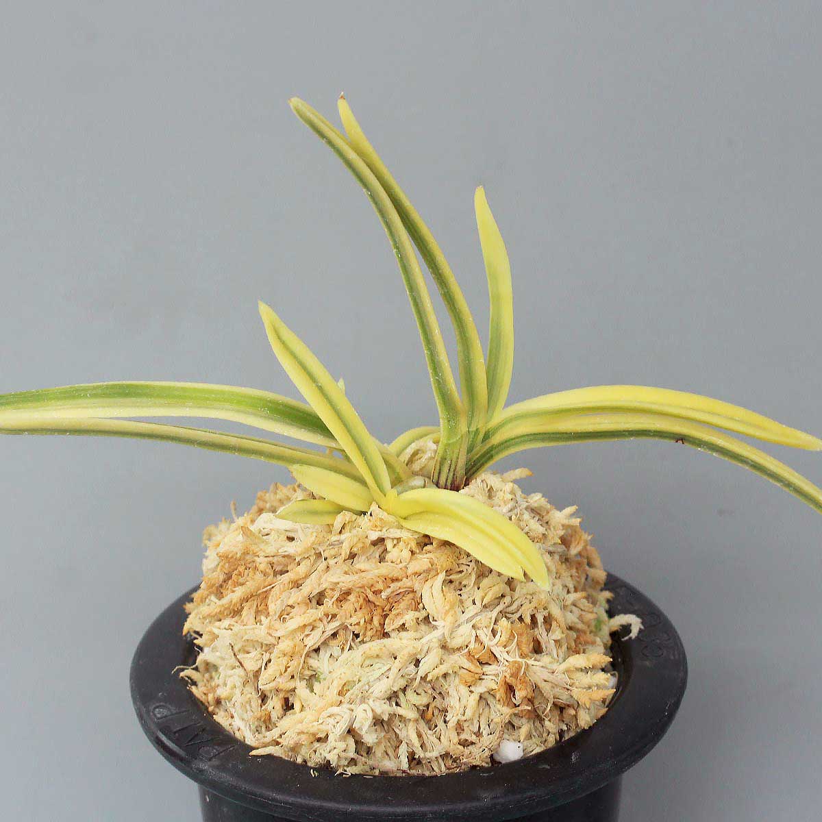 富貴蘭 - 「中越植物園オンラインショップ」