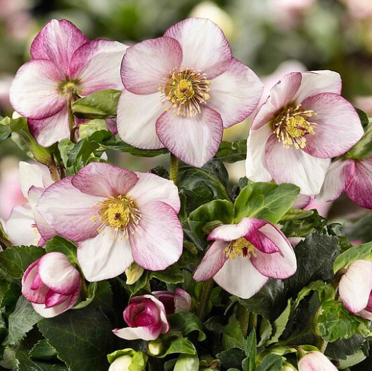 クリスマスローズ,童仙房ナーセリー＆ガーデンのクリスマスローズ,雪の