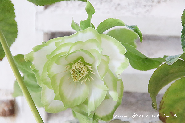 ❤️セール❤️1152 【ハート利休】クリスマスローズ 【公式通販】