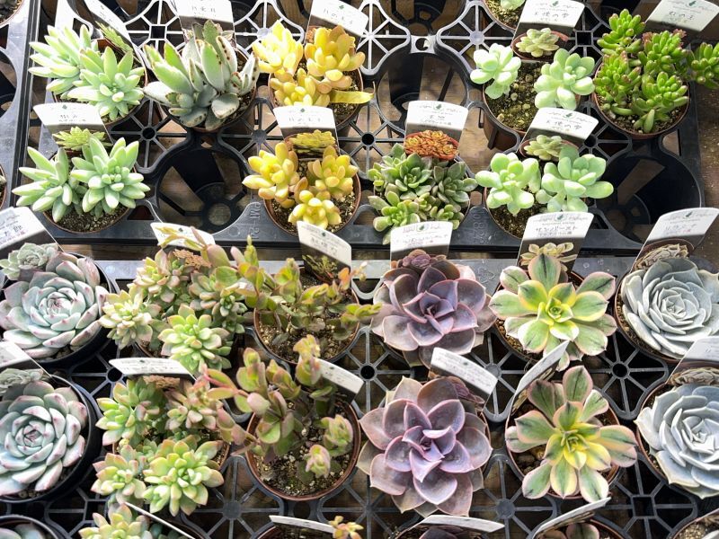 多肉植物が24種類入荷しました♪