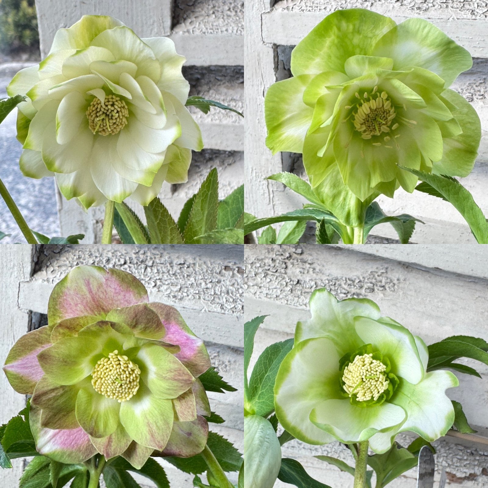 曽田園芸さんのクリスマスローズ♪