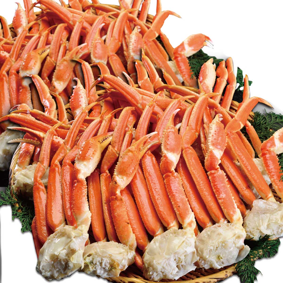 公式】 ギガ盛 MLサイズ 本ズワイ蟹脚 総重量5.0kg 23～27肩 (蟹