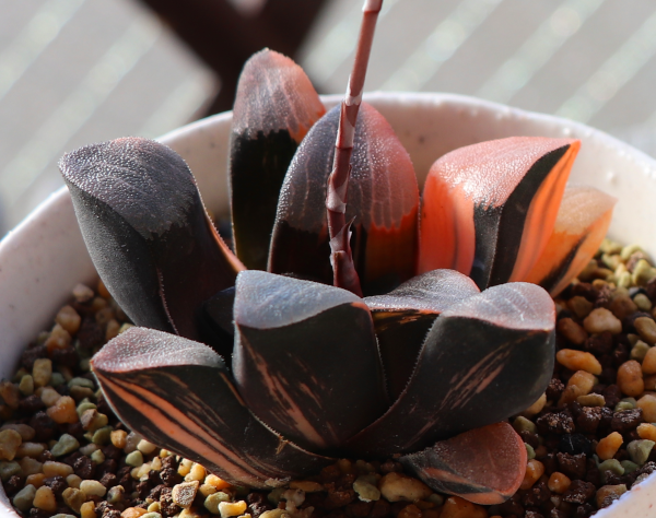 ハオルチアの紅葉／斑入りの魅力：ベイエリ―〔コレクタ〕錦とタイガー