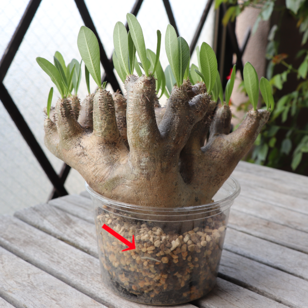 パキポディウム：現地球/ベアルート株の購入と発根管理〔ブレビ