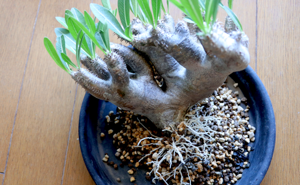 パキポディウム：現地球/ベアルート株の購入と発根管理〔ブレビ