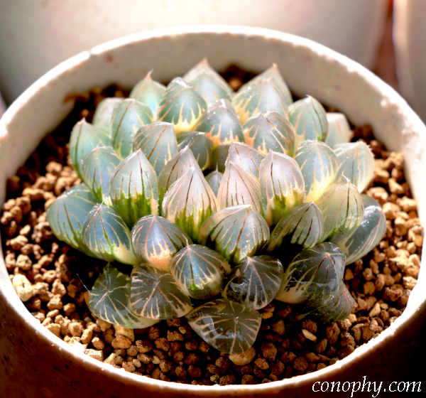 糊斑のハオルチア(白蛇伝・白銀の露など)の購入時の注意点/派手斑や全