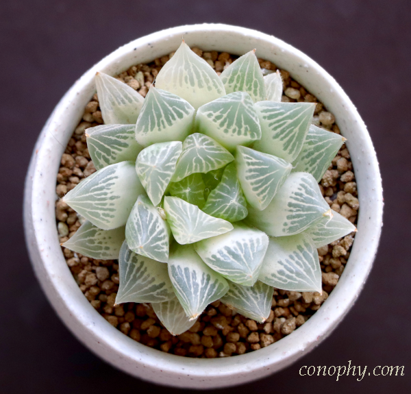 糊斑のハオルチア(白蛇伝・白銀の露など)の購入時の注意点/派手斑や全