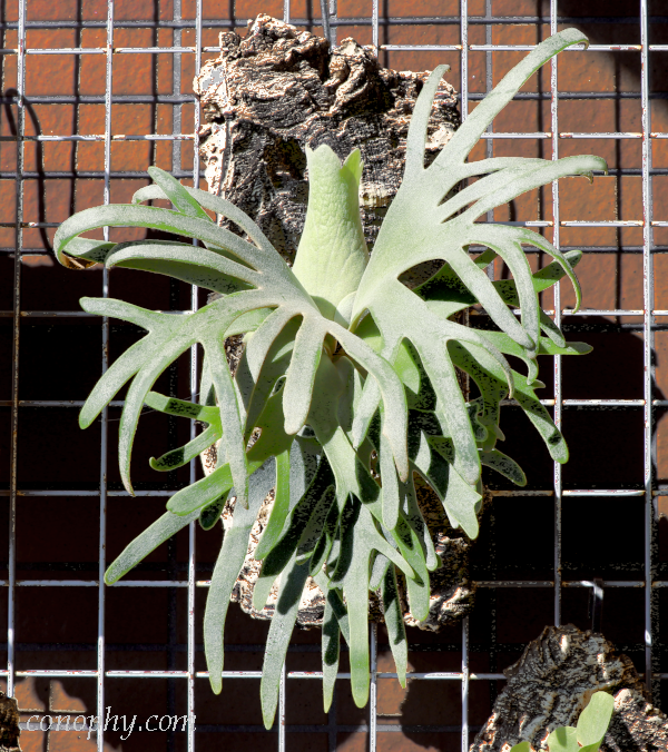 ビカクシダ・ウィリンキー・ジェイドガールの胞子培養株〔P.willinckii