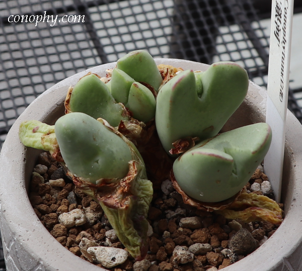 二重脱皮したコノフィツムとリトープス、その後どうなる？経過の記録