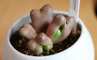 コノフィツムの脱皮前の身割れ〔成長割れ〕/育て方 | グリーン