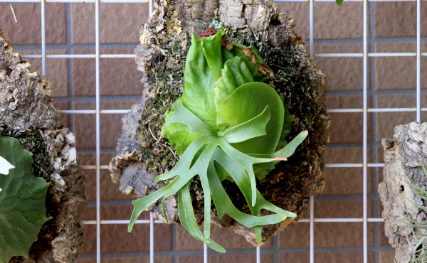 ビカクシダ・コロナリウム・フィリピネス・ドワーフ〔Platycerium