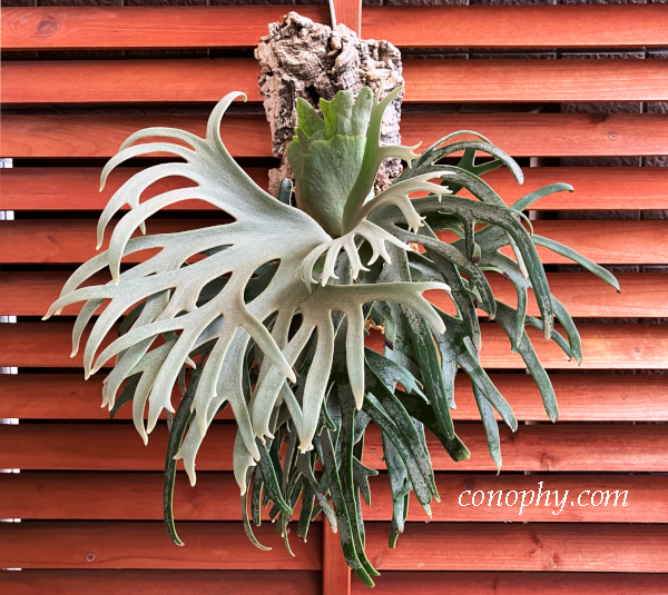 ビカクシダ・ウィリンキー・ジェイドガールの胞子培養株〔P.willinckii