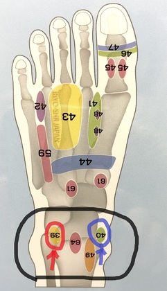 足つぼ（反射区） 第20回 ～上半身・下半身のリンパ腺～