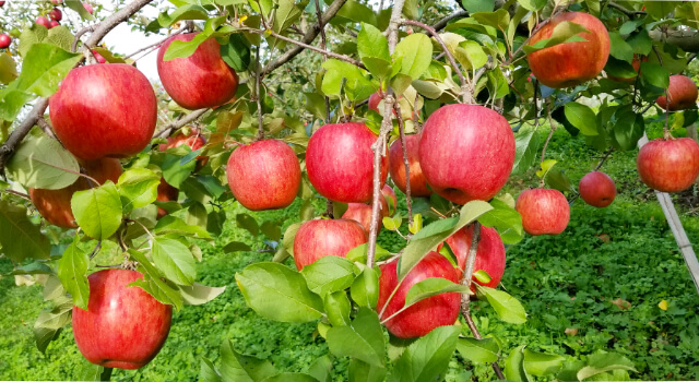 りんご|ココロマルシェ