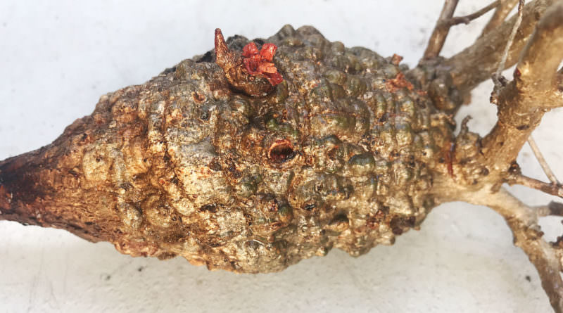 第2陣開幕】冬から始めるオペルクリカリア・パキプス現地株の発根管理