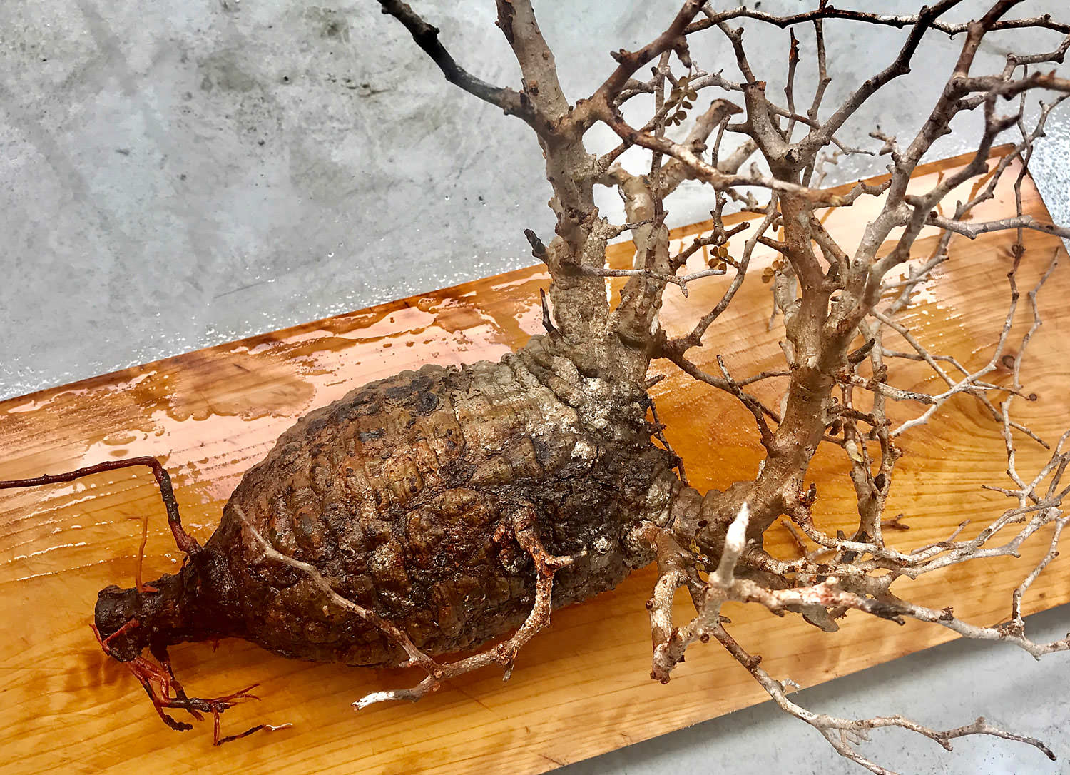 vol.3／開幕】オペルクリカリア・パキプス現地株の発根管理