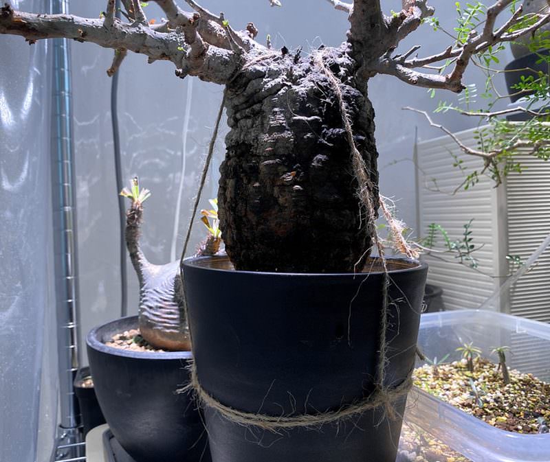 60日目／vol.3】オペルクリカリア・パキプス現地株の発根管理｜土耕編