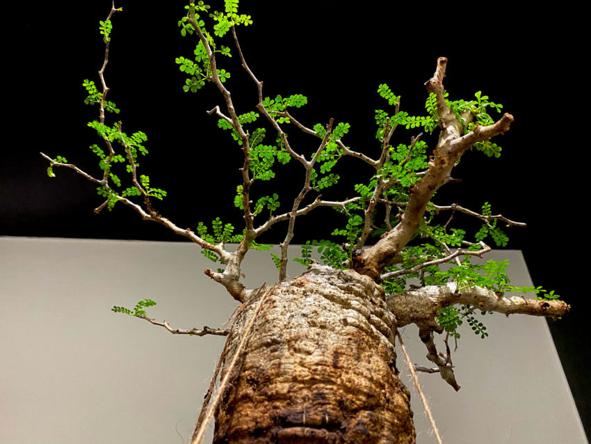 90日目／vol.3】オペルクリカリア・パキプス現地株の発根管理｜土耕編