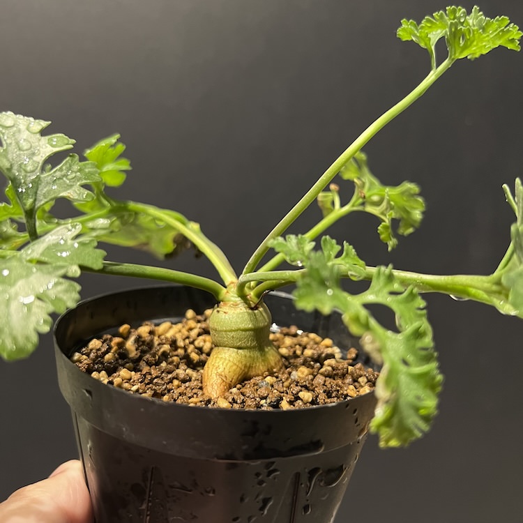 ペラルゴニウム・クリズミフォリウム(山伏天狗)の播種ノウハウ