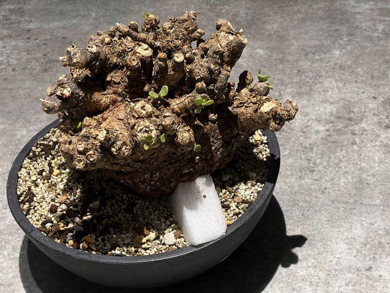 40日目】大株のケラリア・ピグマエア Ceraria pygmaea 発根管理日記