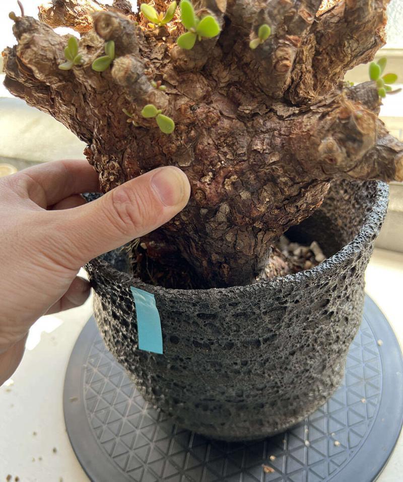 40日目】大株のケラリア・ピグマエア Ceraria pygmaea 発根管理日記