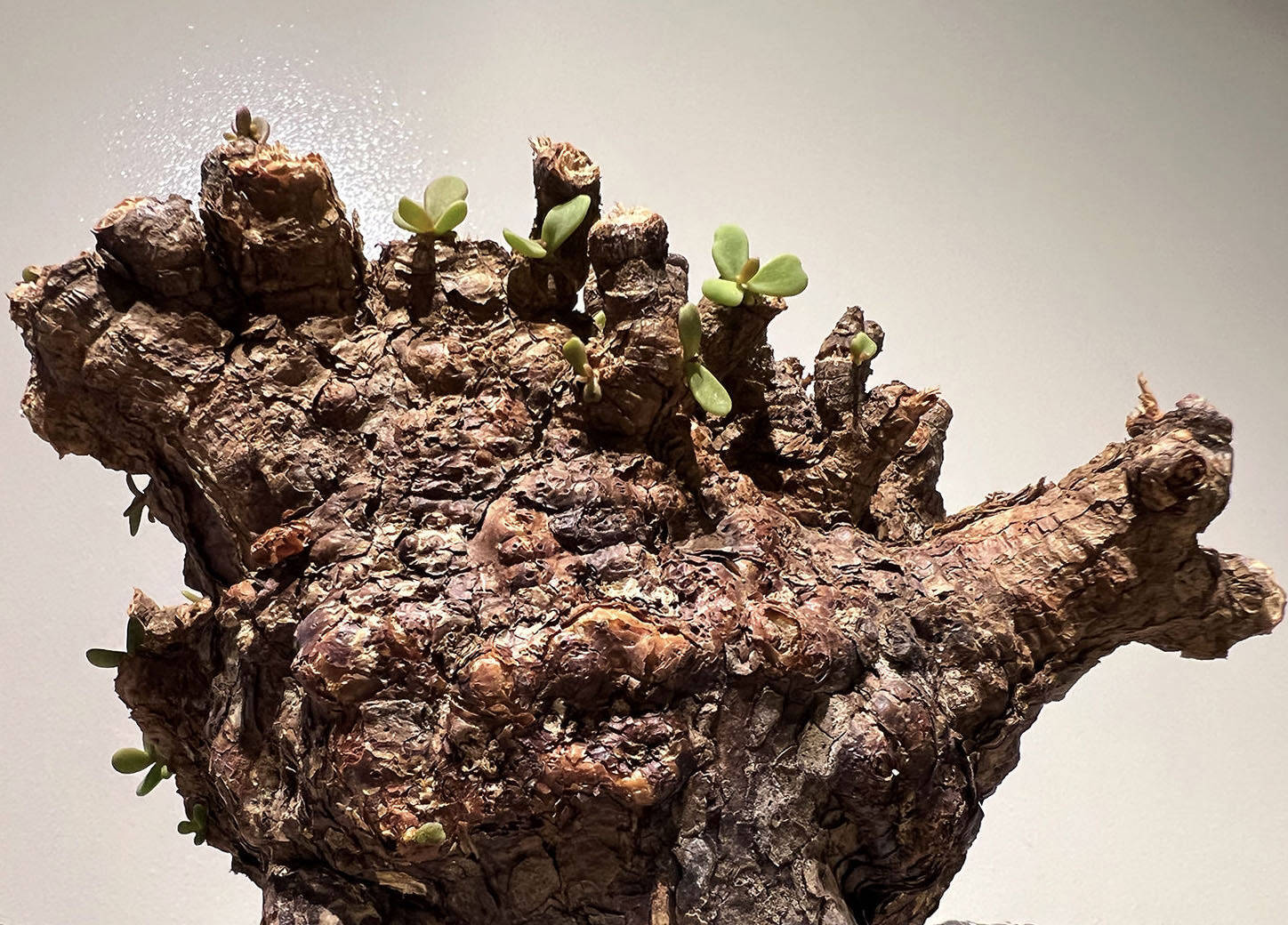 40日目】大株のケラリア・ピグマエア Ceraria pygmaea 発根管理日記