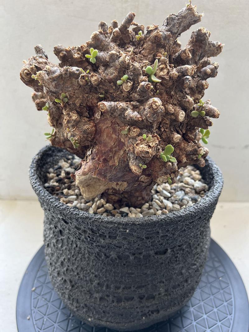 40日目】大株のケラリア・ピグマエア Ceraria pygmaea 発根管理日記