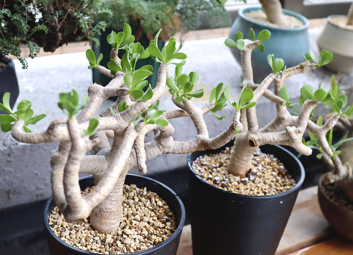 オトンナ・フルカタ