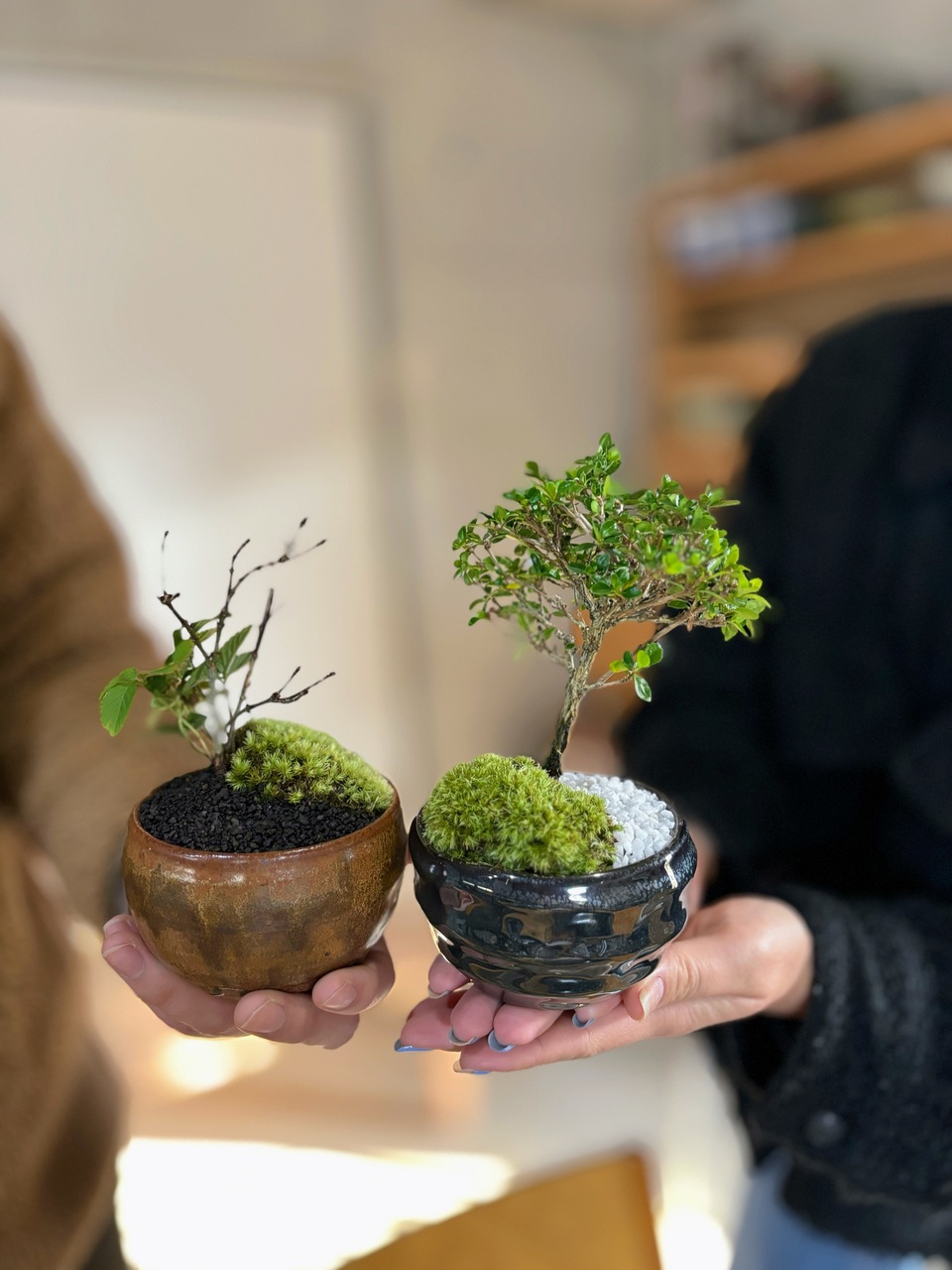 ミニ盆栽・苔玉づくりレッスン