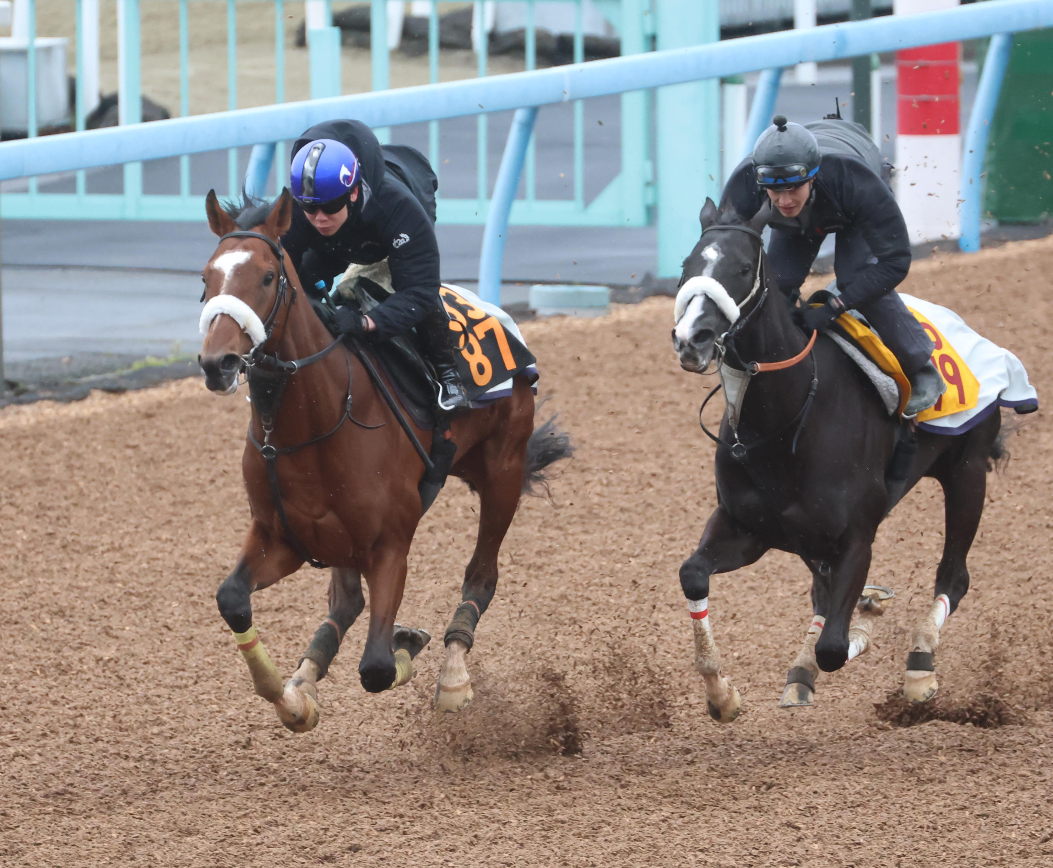 弥生賞ディープインパクト記念 追い切り】タイダルロックがシャープな