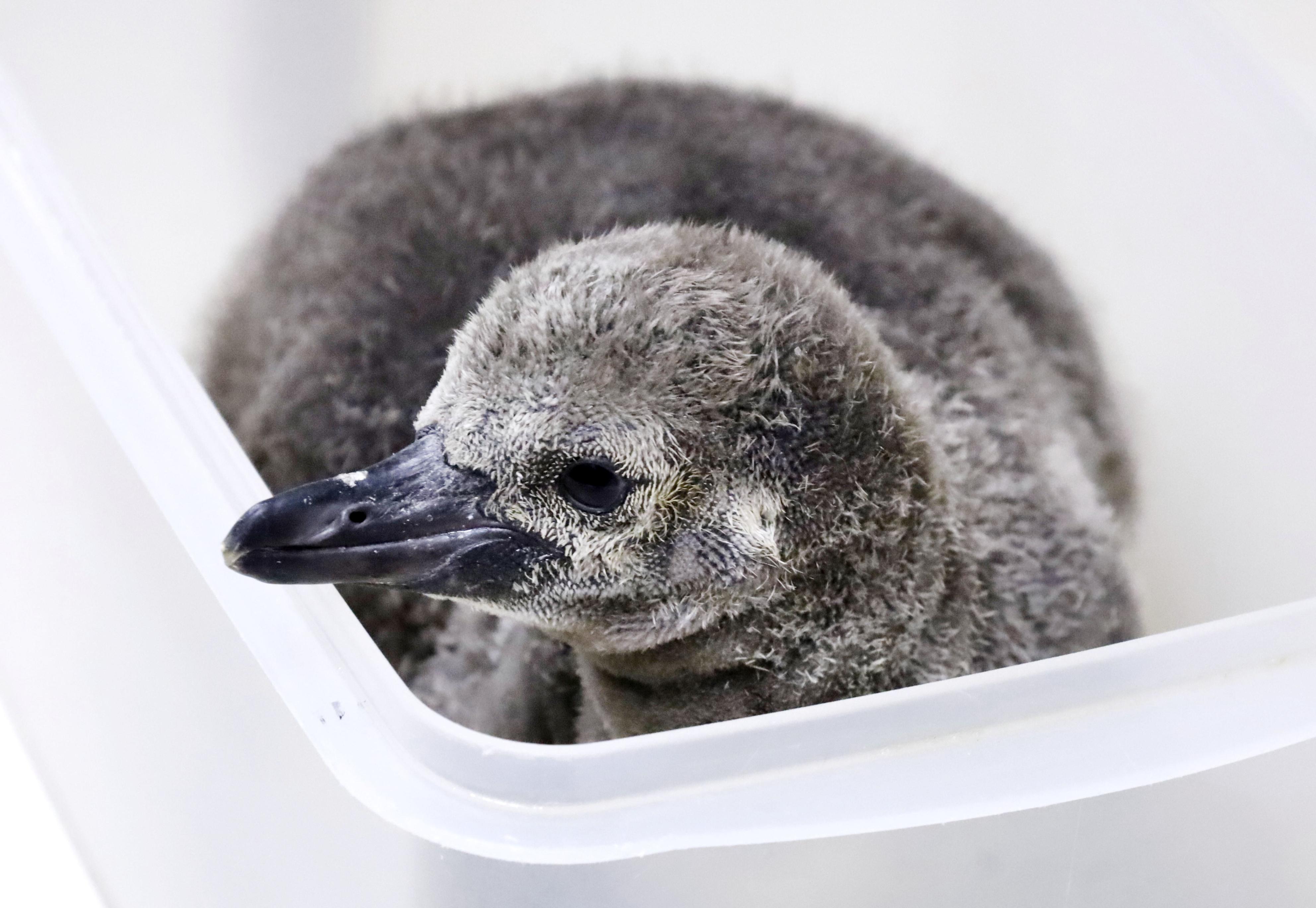 赤ちゃんペンギンふわふわ、フンボルトペンギンのひな 青森・浅虫
