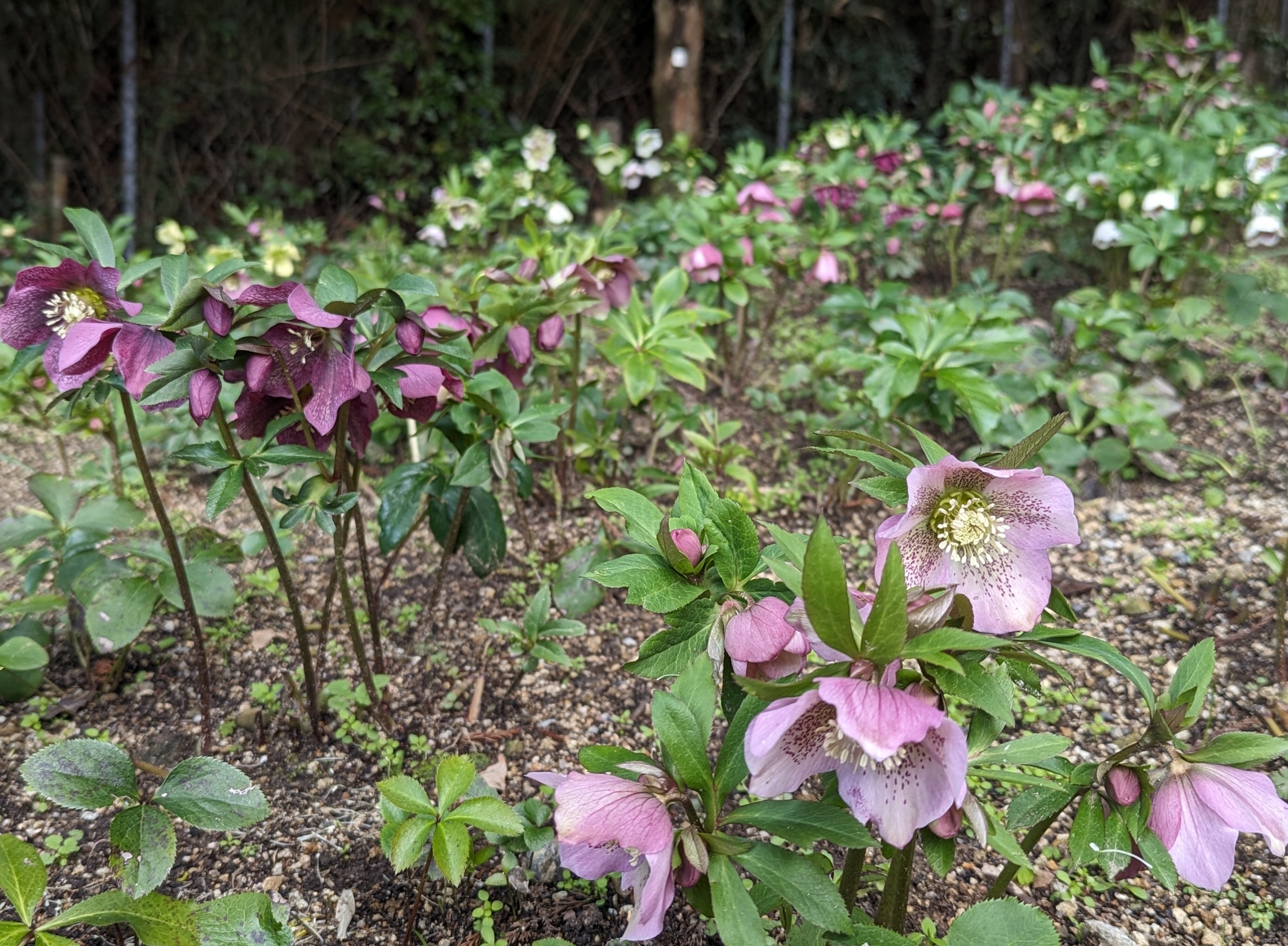 うつむく姿もかわいらしく 大阪・花の文化園で8300株のクリスマス