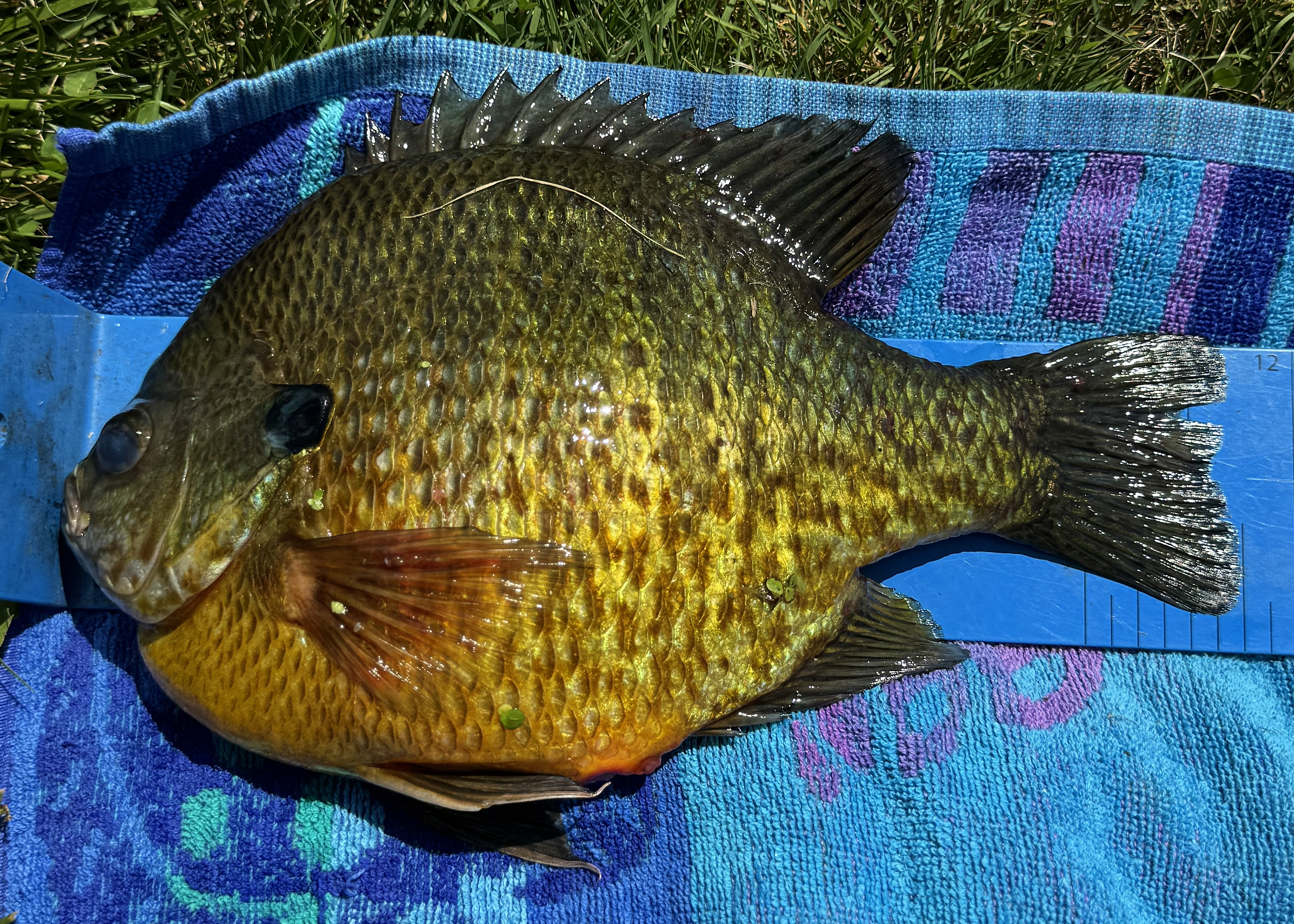 Buffalo boy reels in record-breaking Oneida Lake sunfish