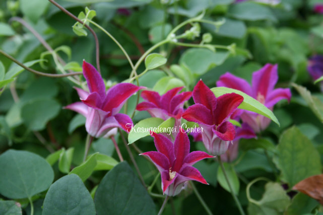 チューリップ咲きクレマチス【赤色系】 商品詳細