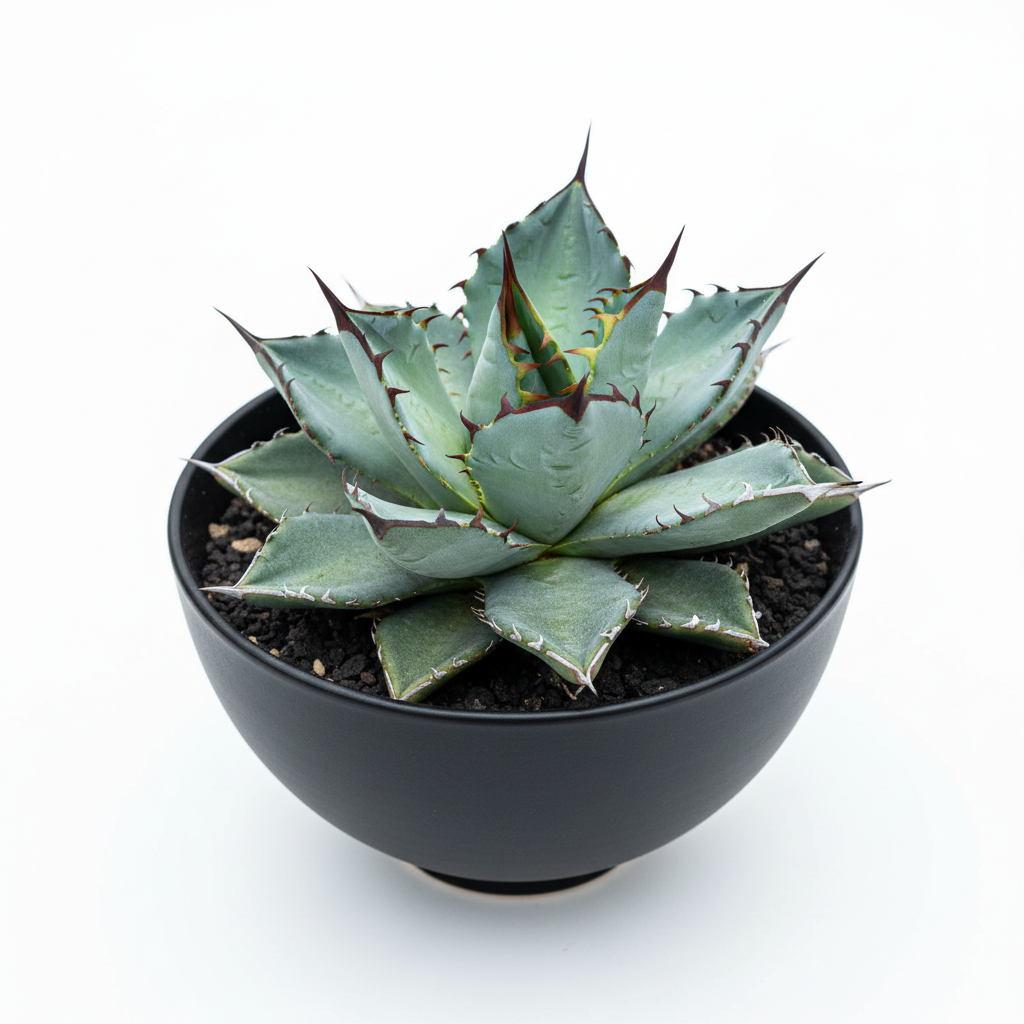 アガベ・パラサナ】栽培方法と魅力的な特徴完全ガイド | Verde