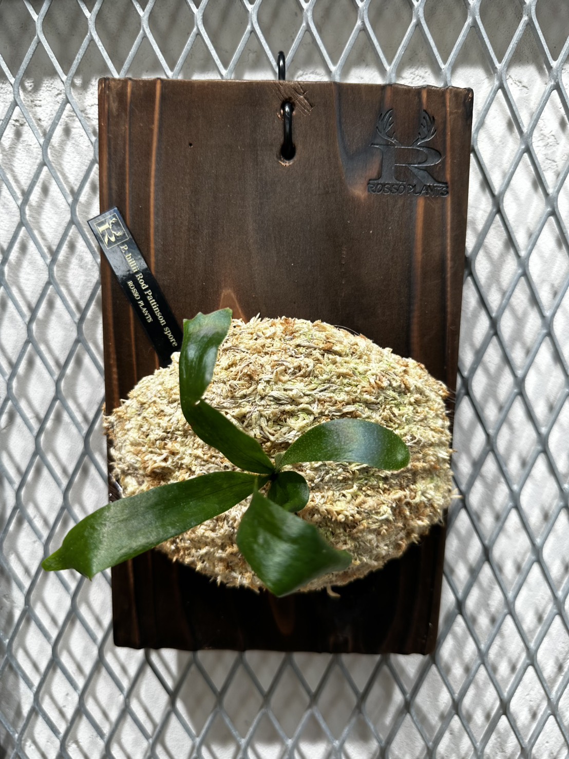 ササイ様専用】P.hillii Rod Pattison spore 送料込 - ROSSO 〜 BETTA