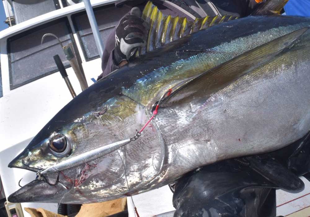 トンボジグ | クレイジーオーシャン