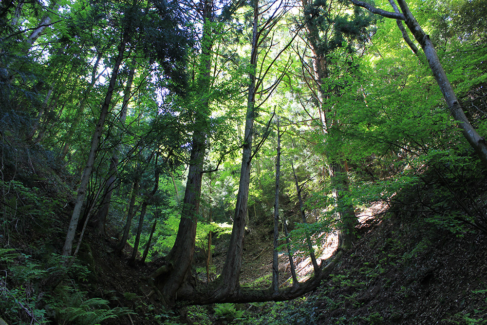 洗川の谷渡り台杉 〔広島県天然記念物〕 | あきおおたから