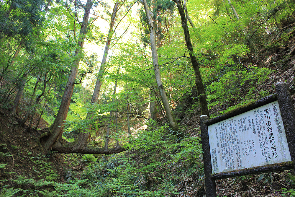 洗川の谷渡り台杉 〔広島県天然記念物〕 | あきおおたから