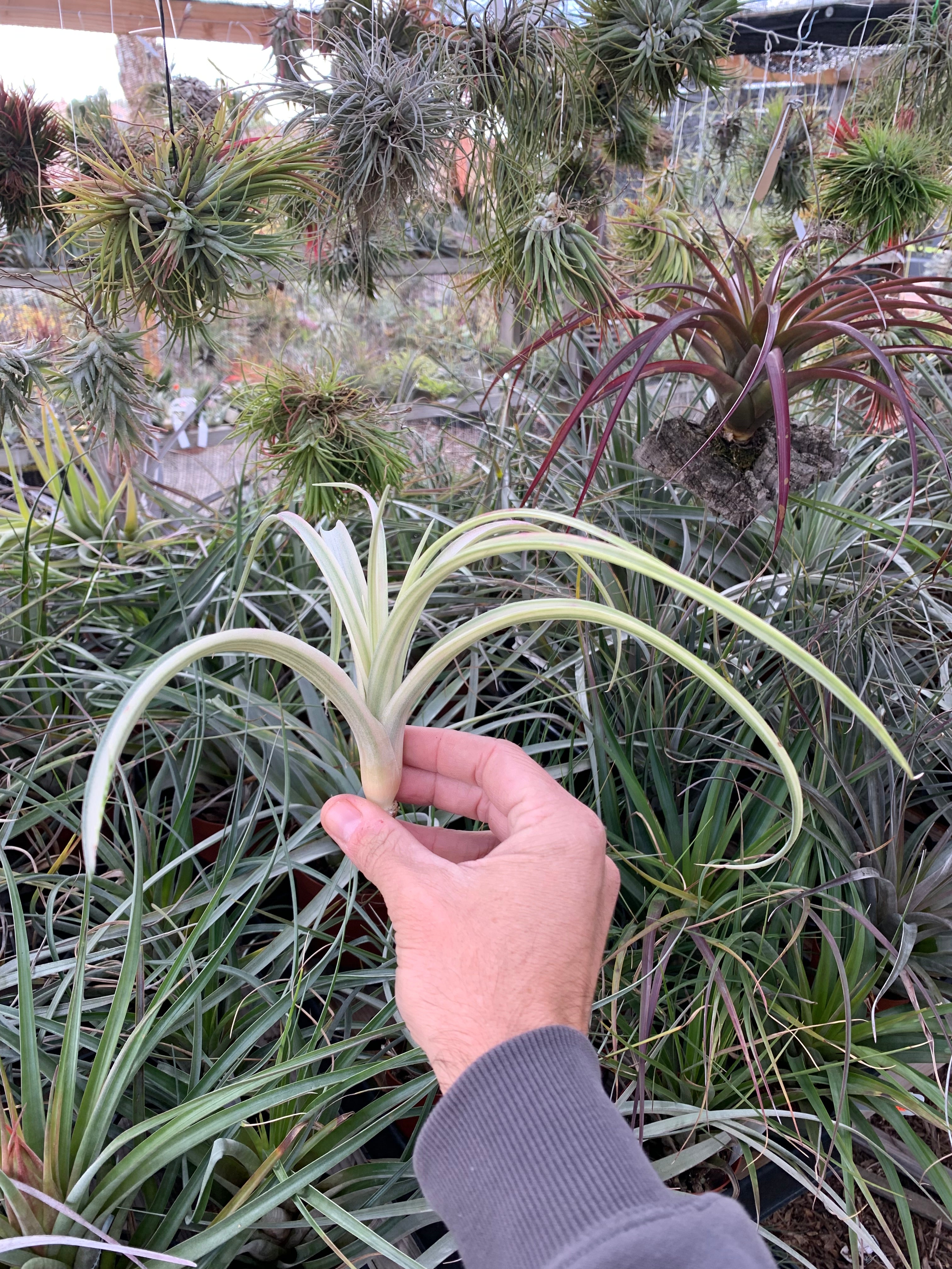 Tillandsia Deborah Ann (Tillandsia riohondoensis variegated
