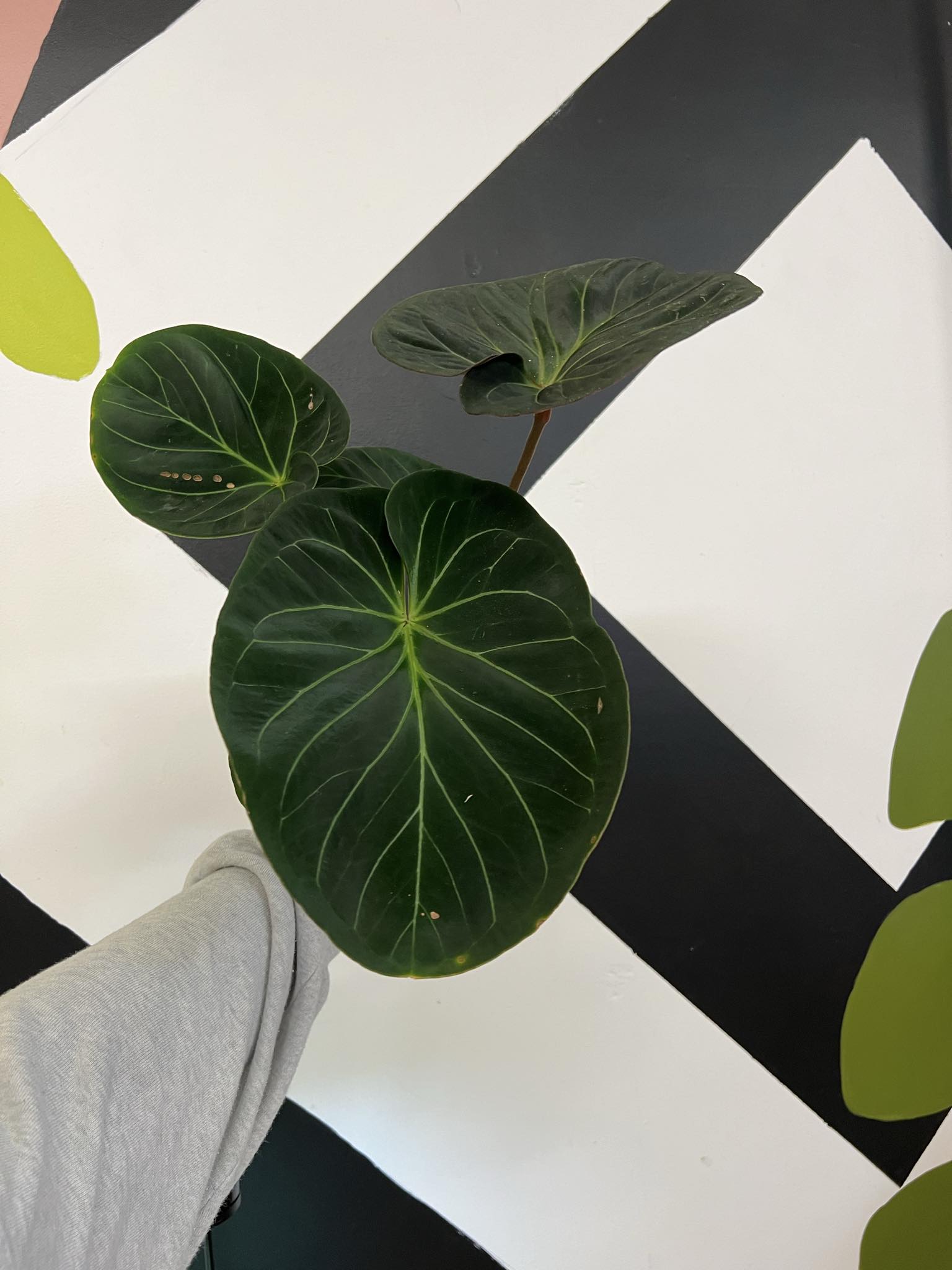 Anthurium King of Spades - The Curious Plantaholic