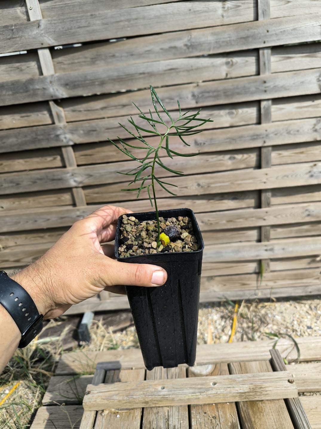 Macrozamia stenomera for sale | Cycadales