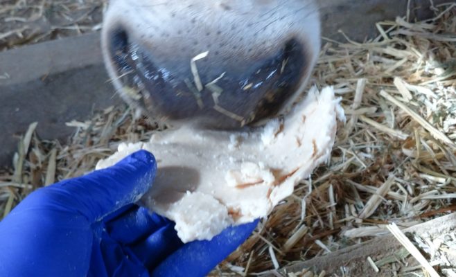 縁起物？！【牛の毛玉】発見 | ジェラート醍醐桜 公式サイト