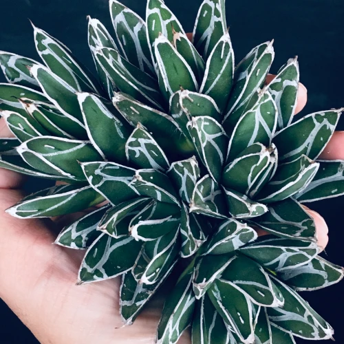 児玉姫笹の雪 アガベ ビクトリア レジーナ Agave victoriae reginae