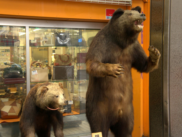 札幌にクマの剥製はいくつあるか :: デイリーポータルZ