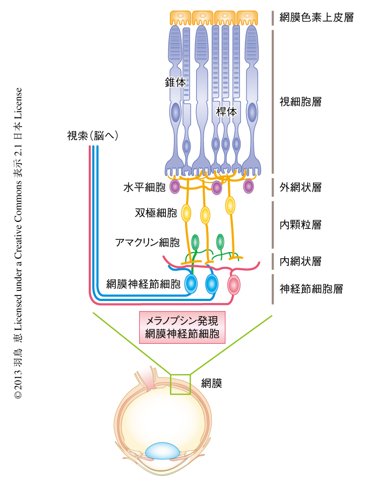 光受容体メラノプシンに対する阻害薬の同定および視覚以外の光応答に