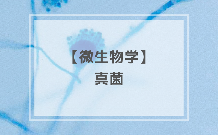 衛生学：真菌（計2問）【歯科医師国家試験】（2025年12月24日更新