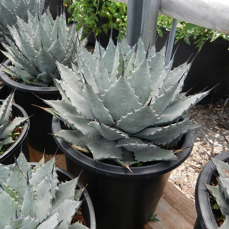 Agave parryi 'Oregon Hybrid' COLD HARDY ZONE 5 – Desertscape Nursery