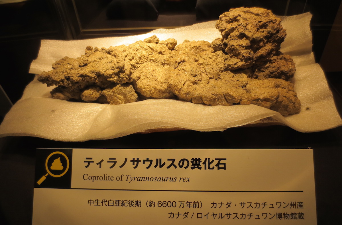 今、うんちの化石がアツい？！ − 名古屋市科学館の「恐竜・化石研究所