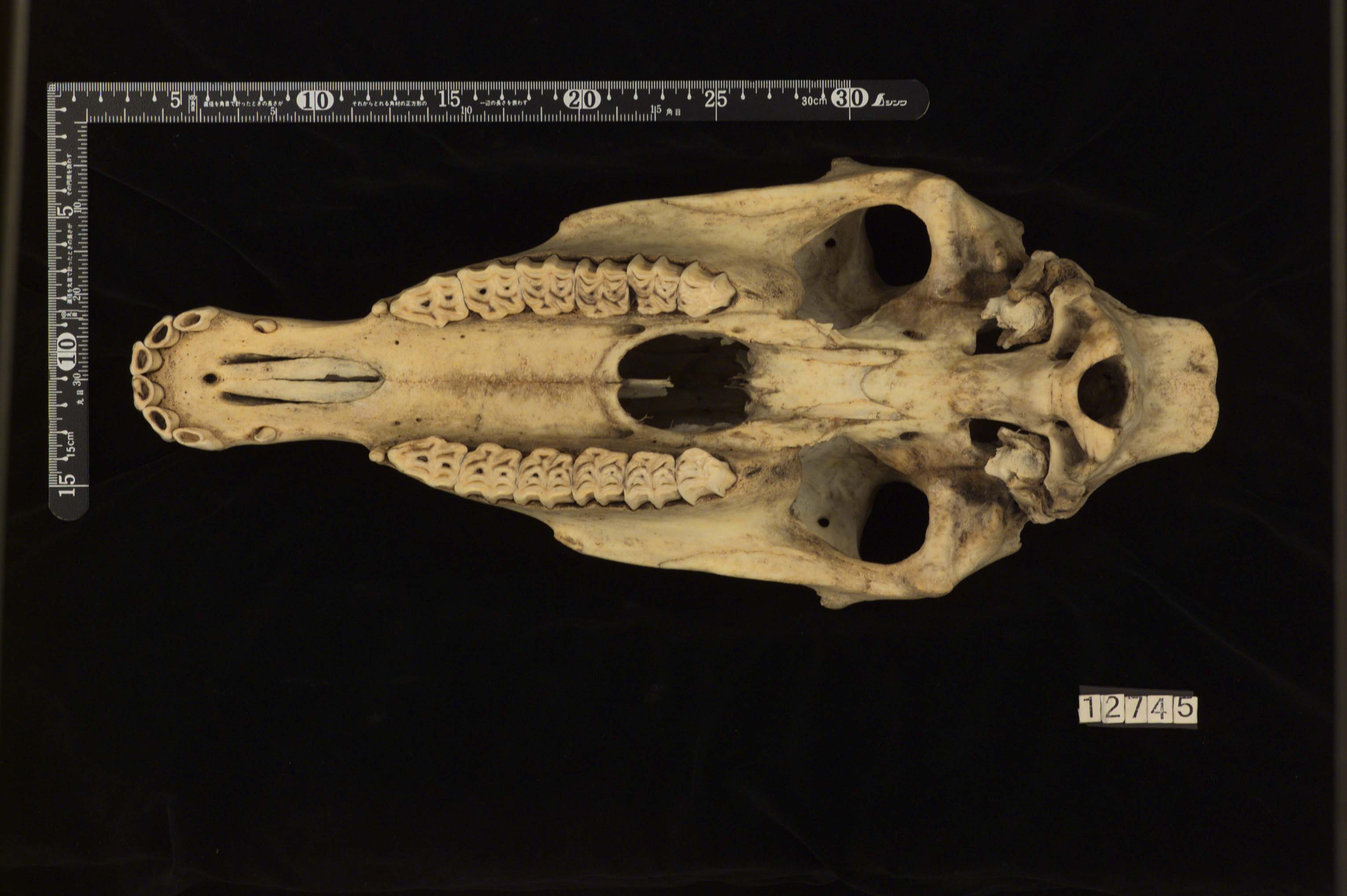 Equus asinus（ロバ）